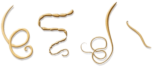 NEOflorax pomáhá proti všem známým helmintům